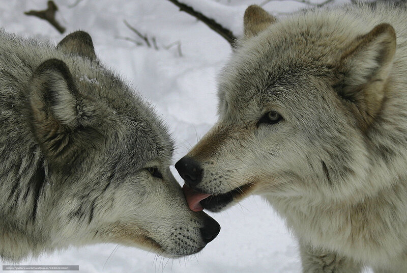 Two Wolves Interacting — White, Calm, Winter