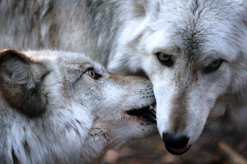 Two Wolves Interacting — White, Intense