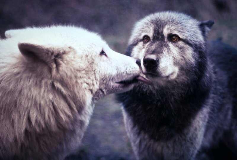 Two Wolves Interacting — White, Intimate, Photograph