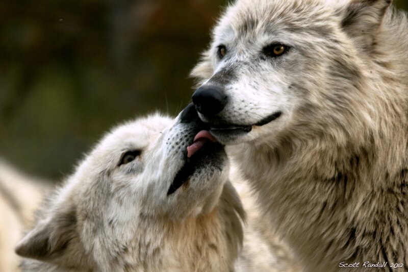 Two Wolves Interacting — White, Intimate