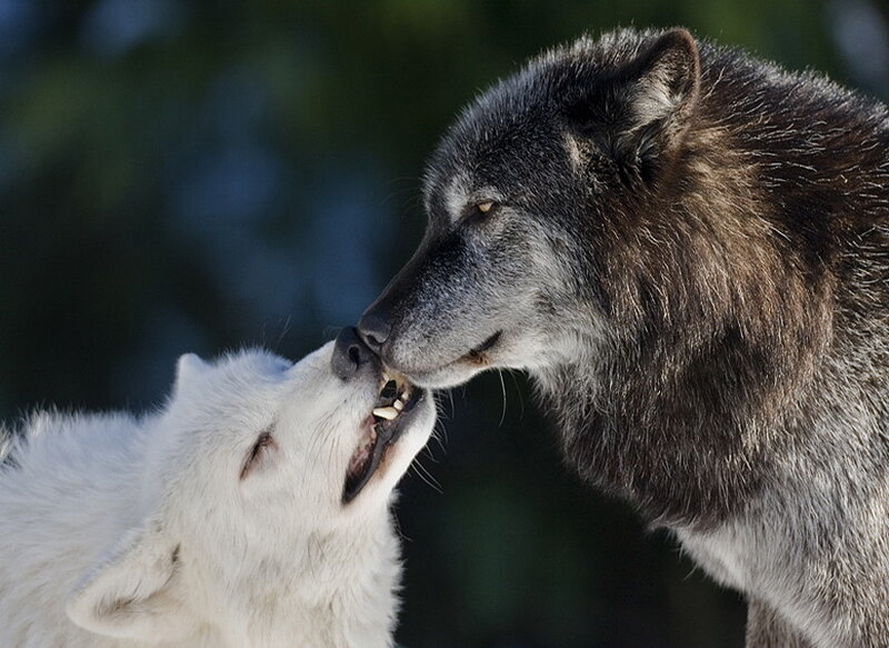 Two Wolves Interacting — White