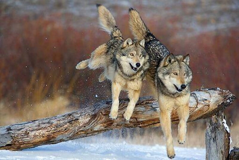 Two Wolves Jumping