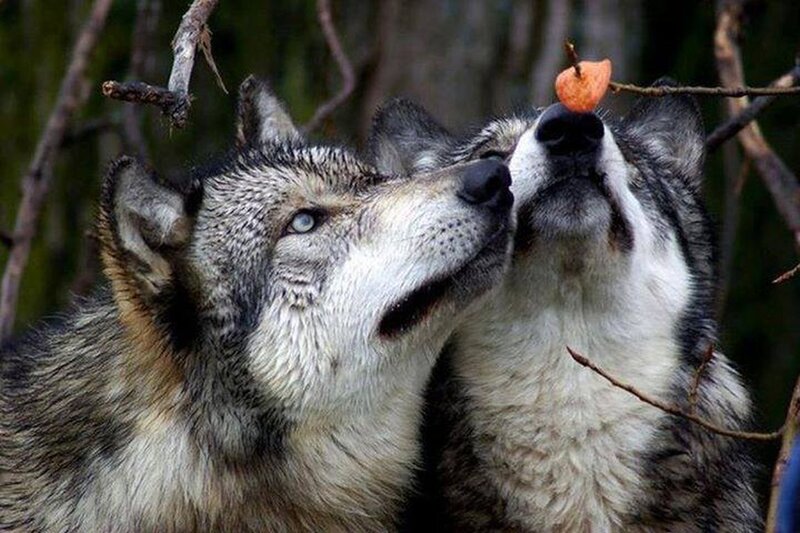 Two Wolves Looking Up