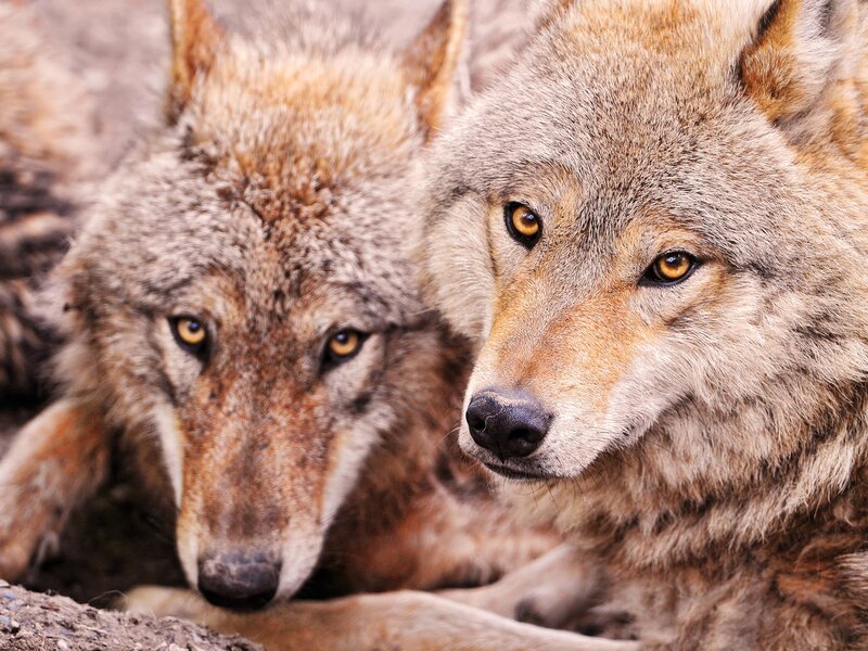 Two Wolves Lying Down — Brown, Calm