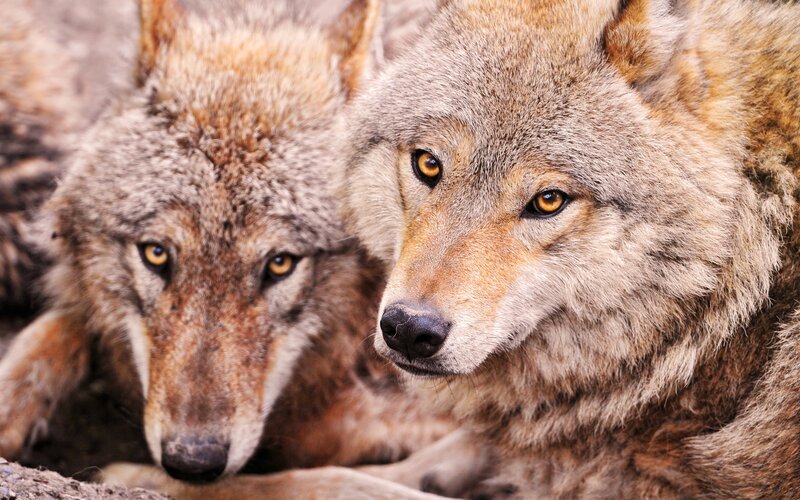 Two Wolves Lying Down — Gray