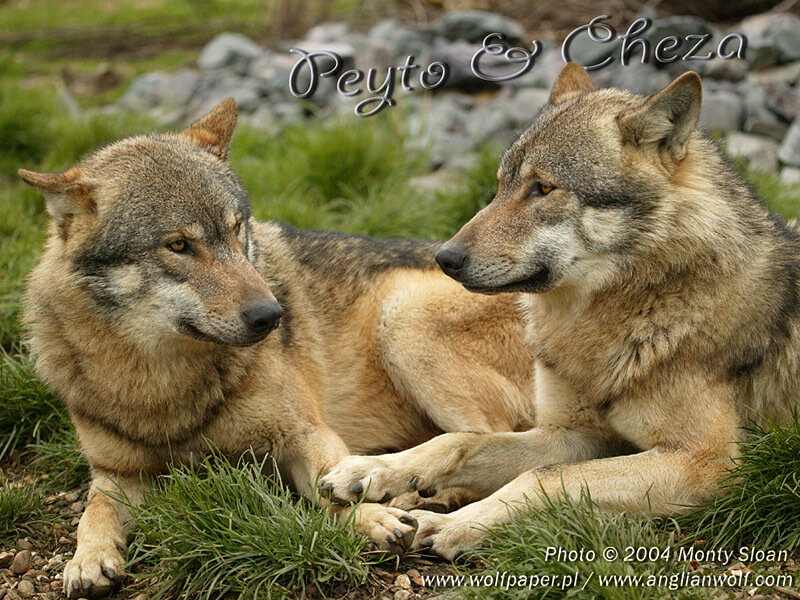 Two Wolves Lying Down