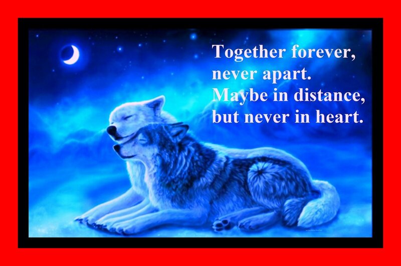 Two Wolves Lying