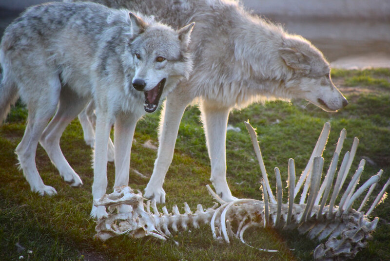 Two Wolves Near Skeleton