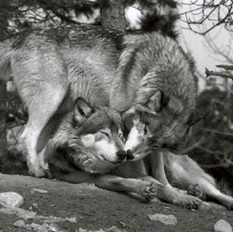 Two Wolves Nuzzling — Black, Calm