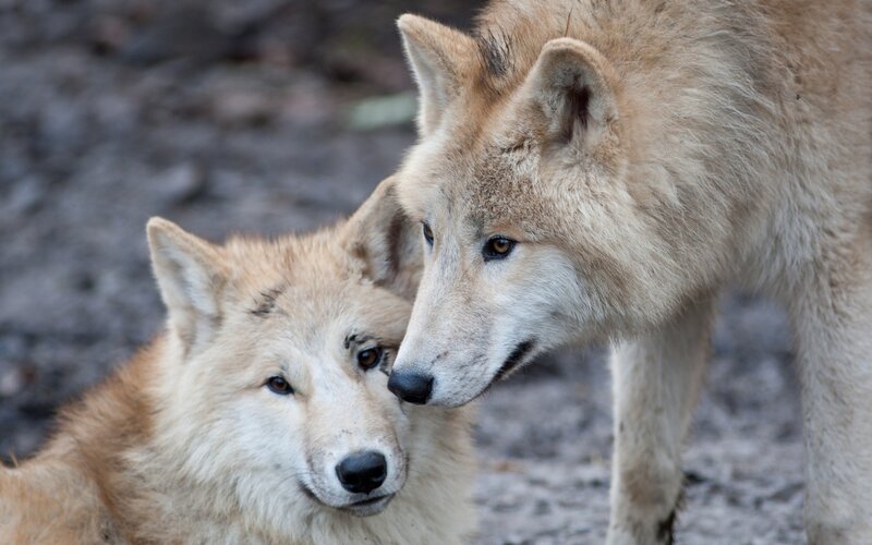 Two Wolves Nuzzling — Brown