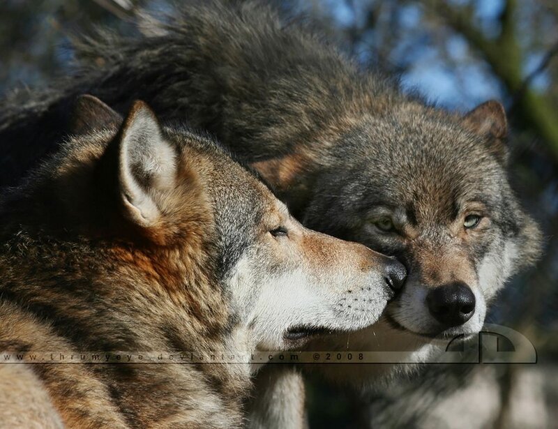 Two Wolves Nuzzling — Gray, Calm, Afternoon