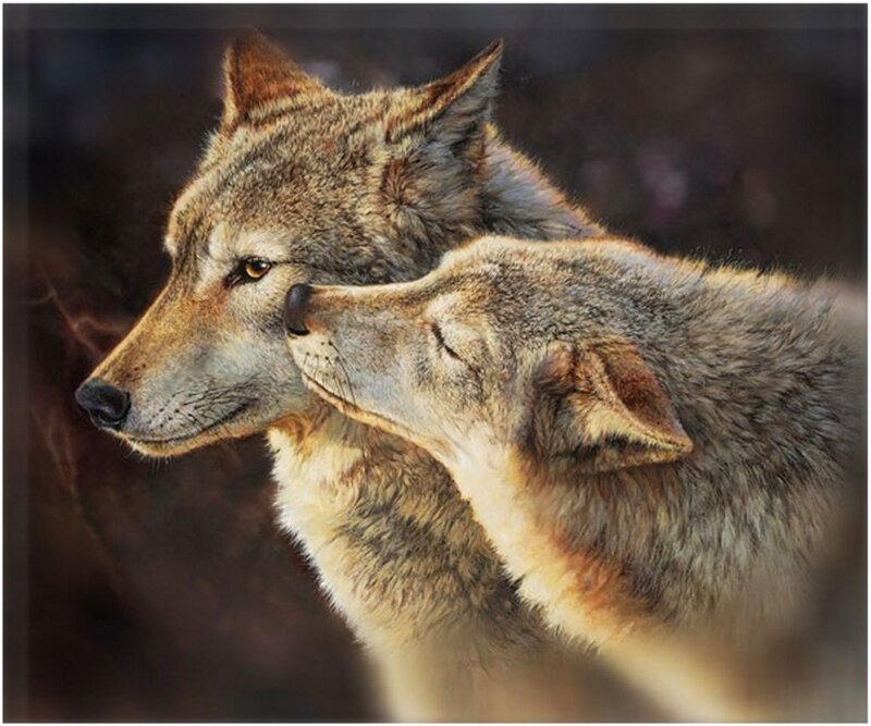 Two Wolves Nuzzling — Gray, Calm, Photograph, Fur