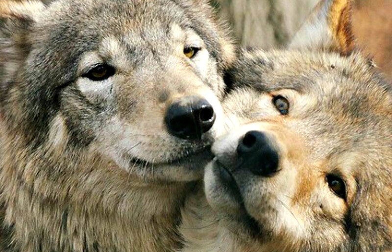 Two Wolves Nuzzling — Gray, Calm, Photograph, Nose