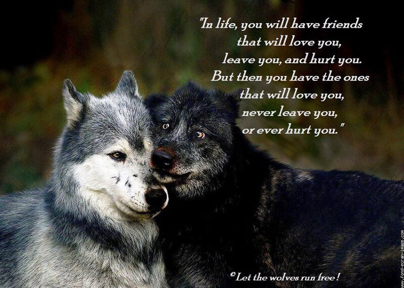 Two Wolves Nuzzling — Gray, Calm, Photograph, Text