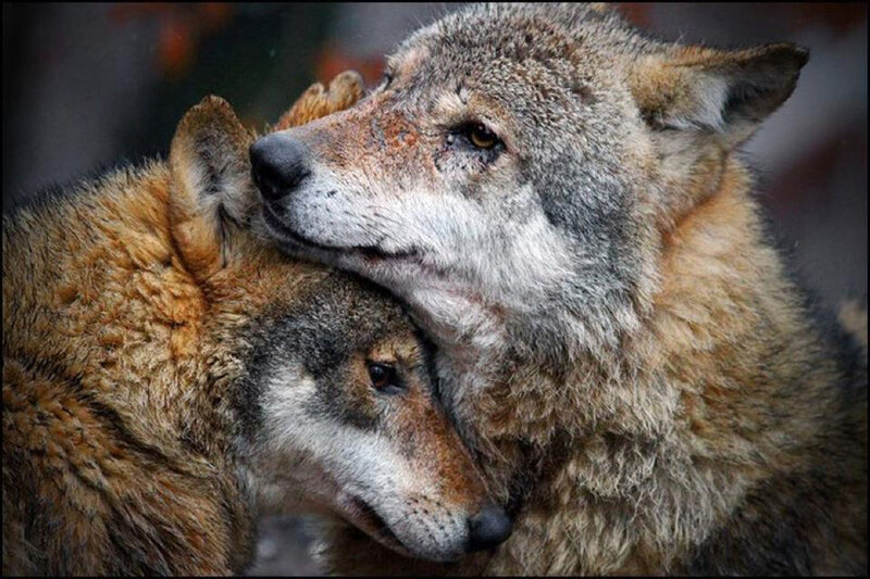 Two Wolves Nuzzling — Gray, Calm, Photograph