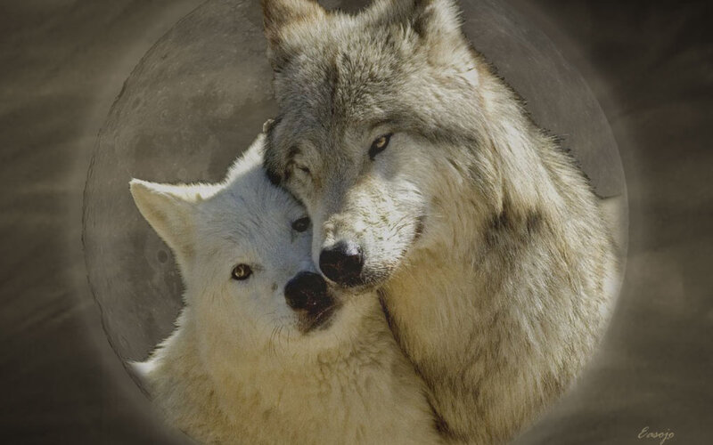 Two Wolves Nuzzling — Gray, Serene