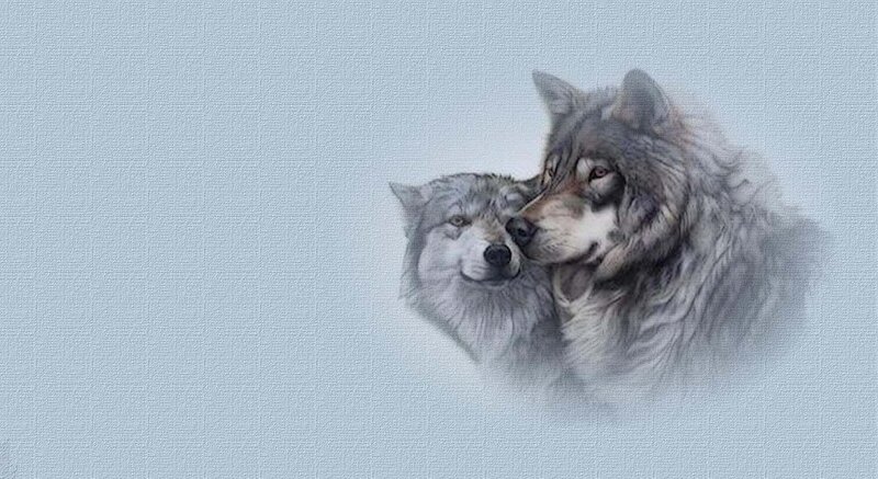 Two Wolves Nuzzling — Gray