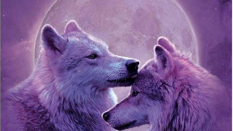 Two Wolves Nuzzling — Purple, Serene