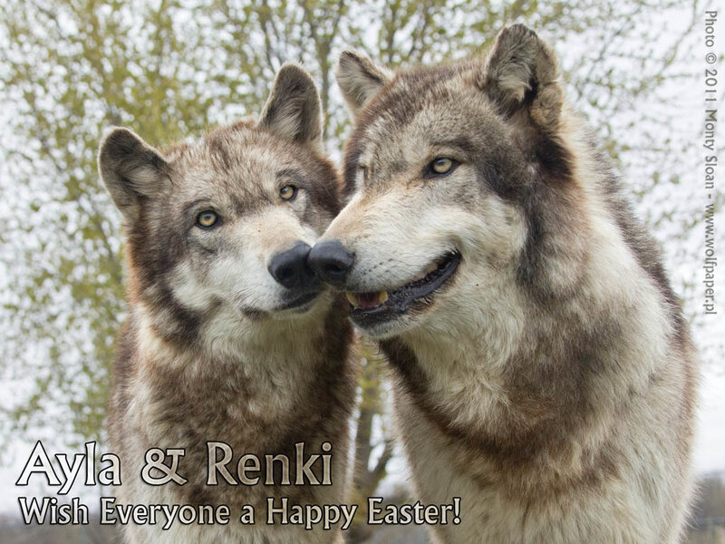 Two Wolves Nuzzling