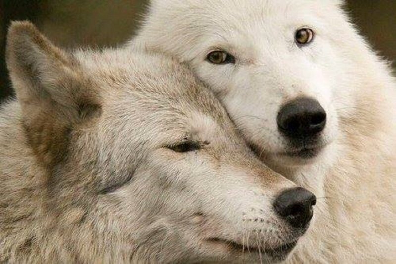 Two Wolves Nuzzling — White