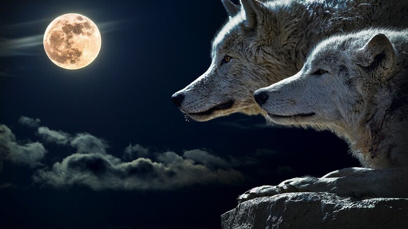 Two Wolves on a Cliff — Black, Dramatic, Night, Digital Art, Moon