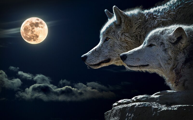Two Wolves on a Cliff — Black, Dramatic, Night, Digital Art
