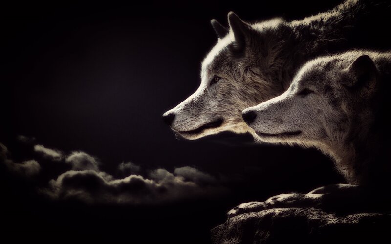 Two Wolves on a Cliff — Black, Dramatic, Night, Photograph