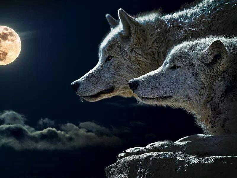 Two Wolves on a Cliff — Black, Dramatic, Night