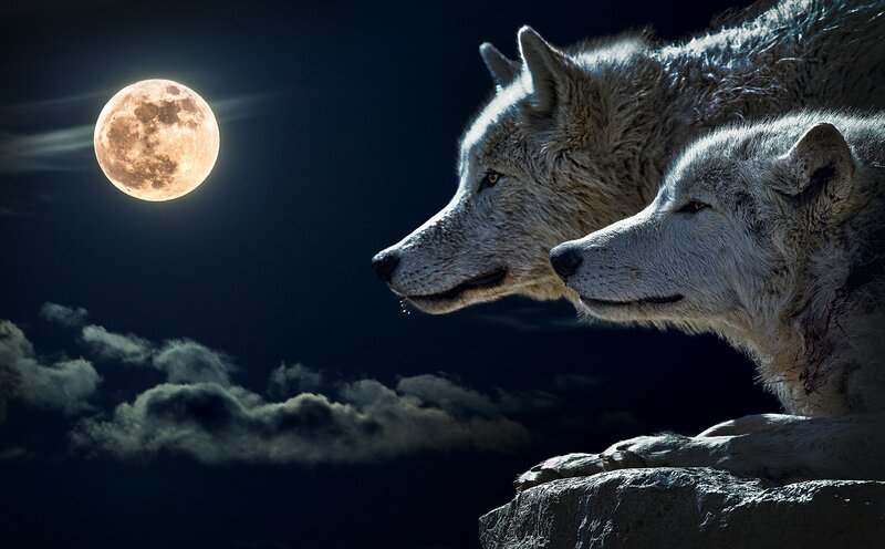 Two Wolves on a Cliff — Black, Dramatic