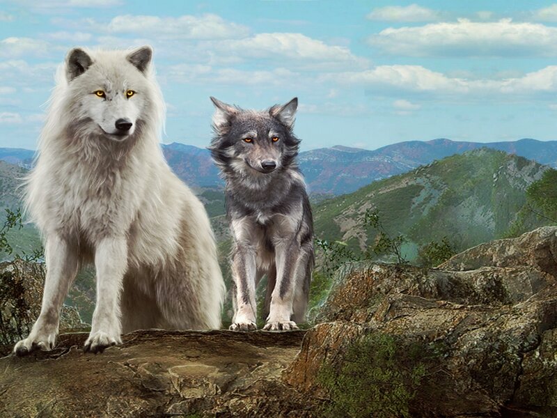 Two Wolves on a Cliff — White