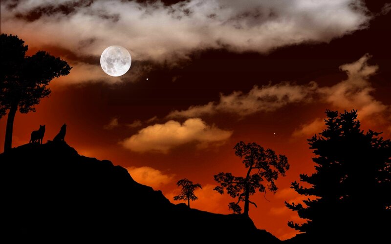 Two Wolves on a Hill — Orange