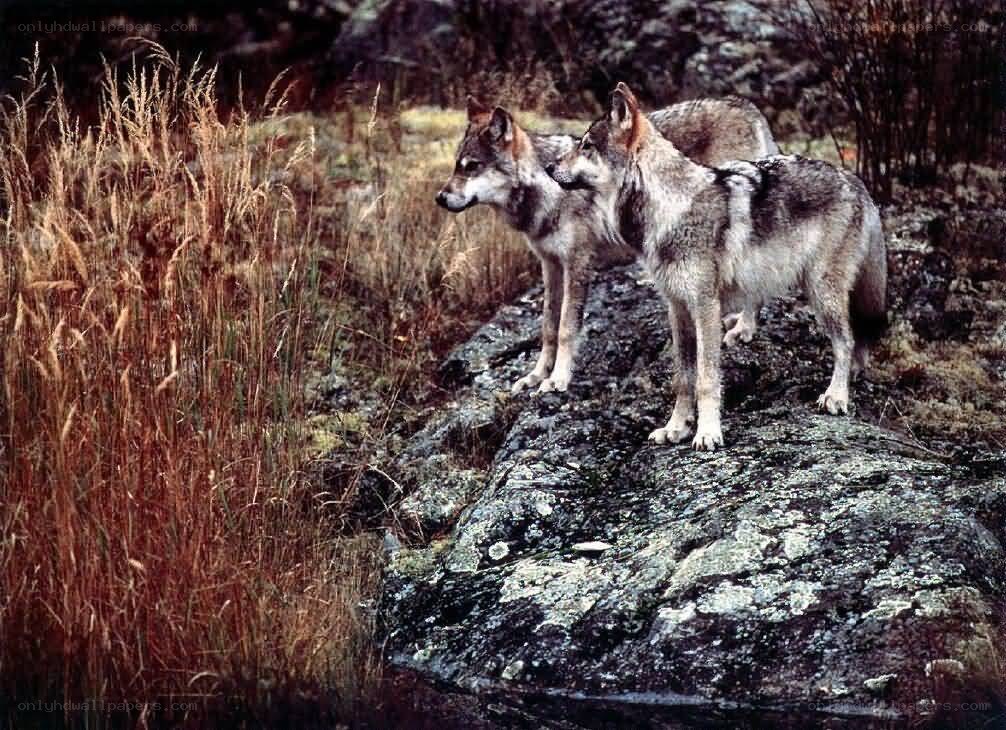 Two wolves on a rock