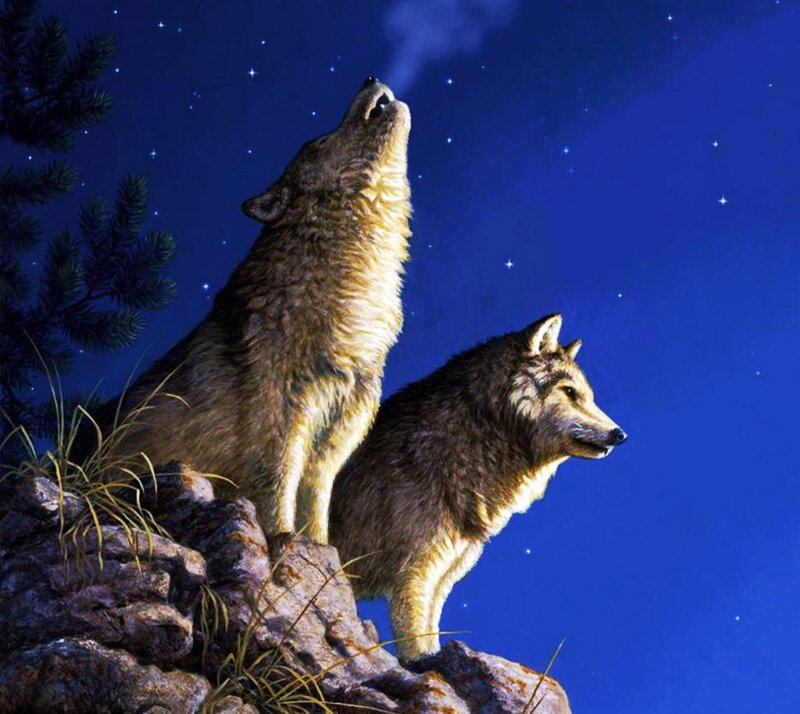 Two Wolves on a Rock — Blue, Dramatic
