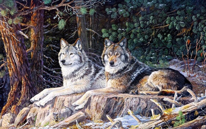 Two Wolves on a Rock — Brown, Calm