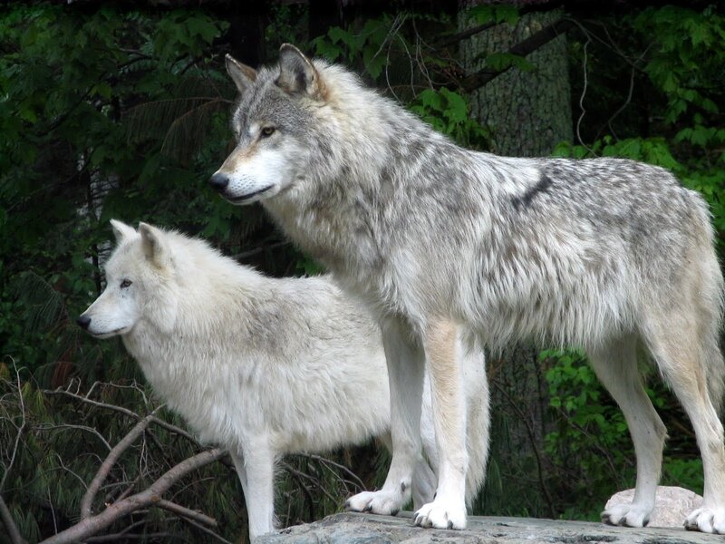 Two Wolves on a Rock — Gray
