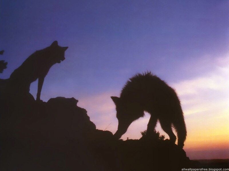 Two Wolves on a Rock — Purple