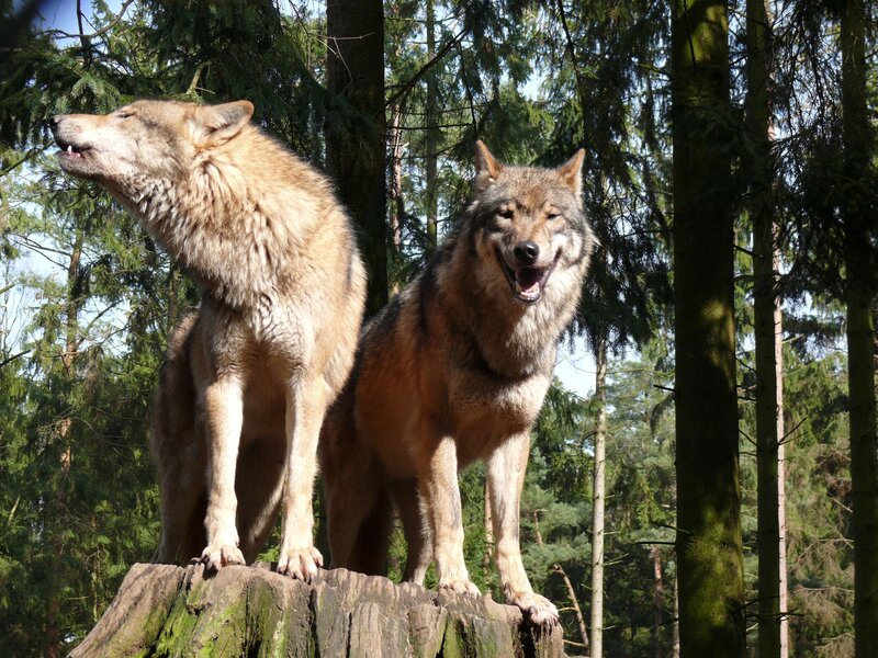 Two wolves on a tree stump