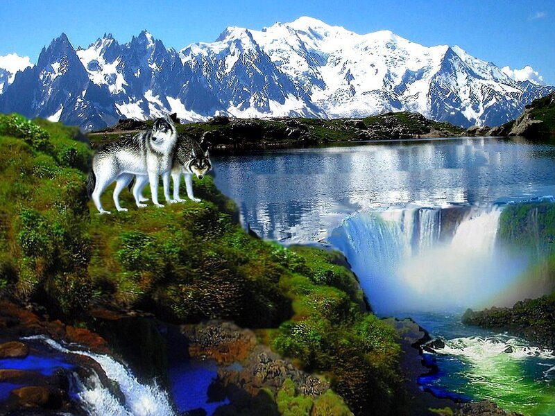Two Wolves on Cliff