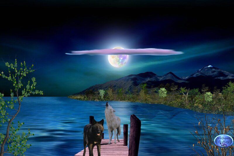 Two Wolves on Dock