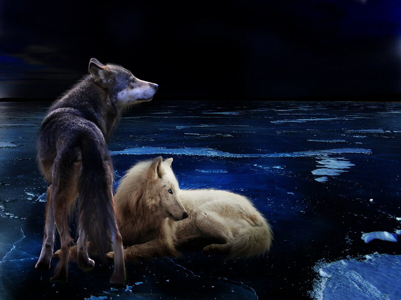 Two Wolves on Ice — Blue, Dramatic