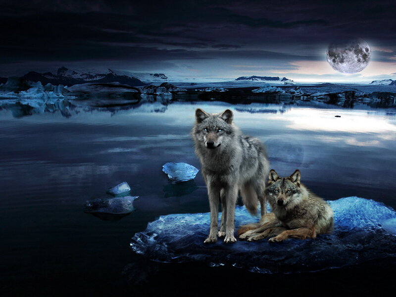 Two Wolves on Ice — Blue