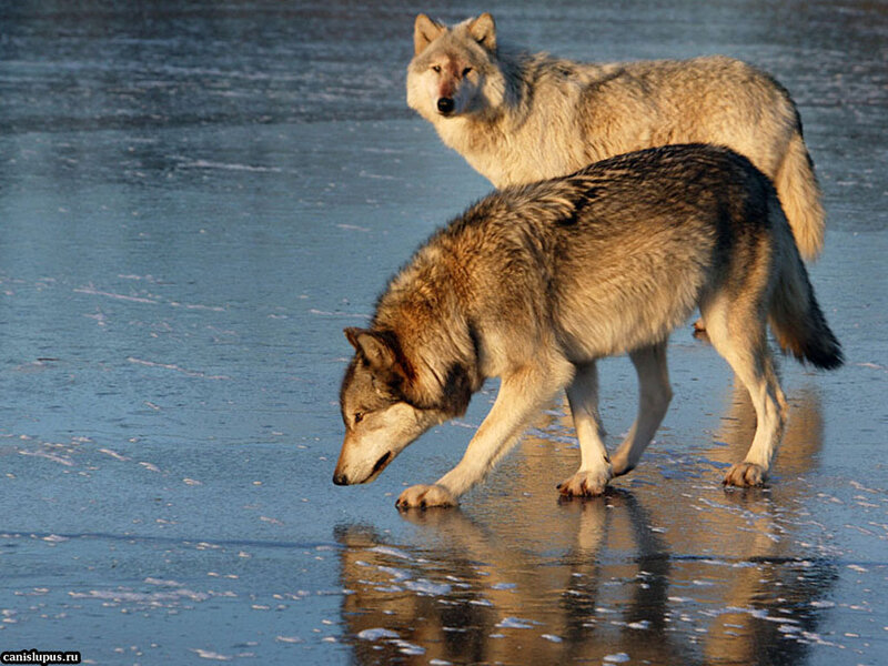 Two Wolves on Ice — Gray