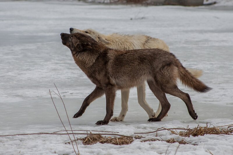 Two Wolves on Ice — White