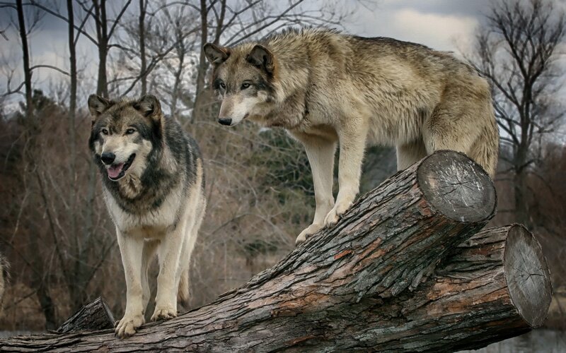 Two Wolves on Log — Gray
