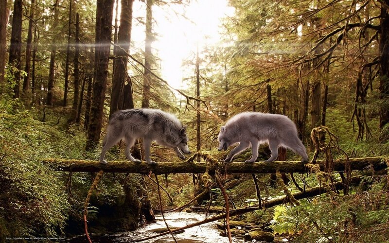 Two Wolves on Log — Green, Serene, Morning