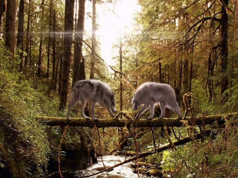 Two Wolves on Log — Green, Serene