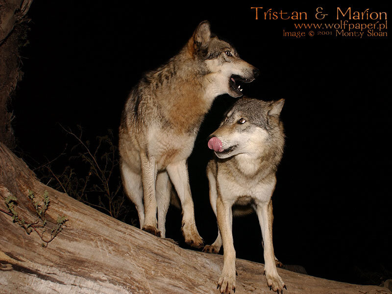 Two Wolves on Log