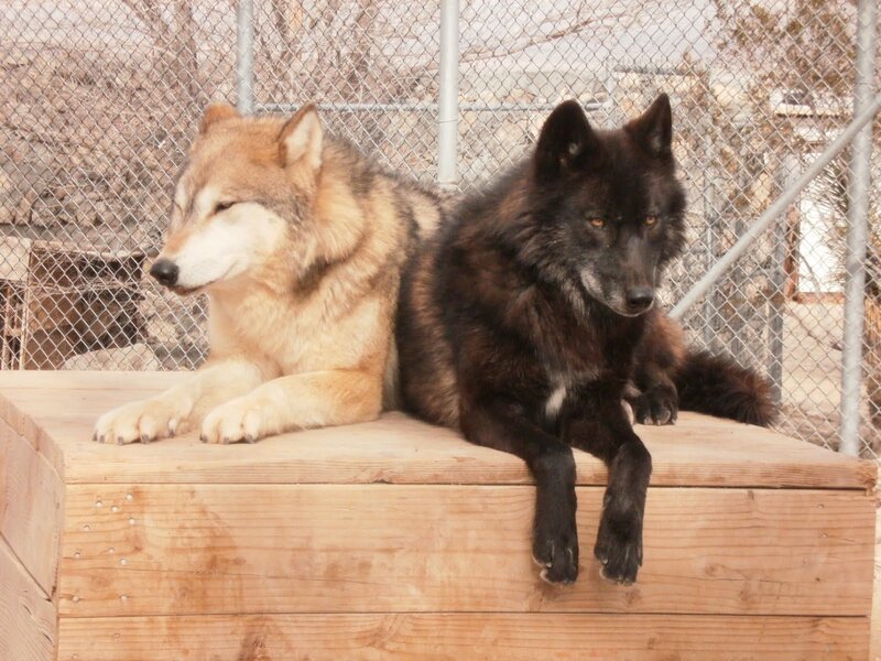 Two Wolves on Platform
