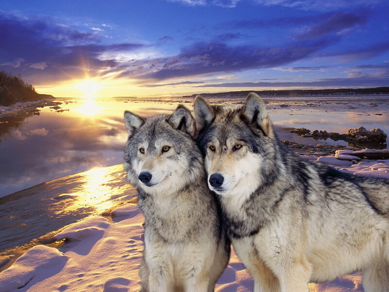 Two Wolves on Riverbank
