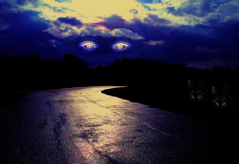 Two Wolves on Road